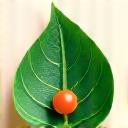 Icon representing environmental sustainability, like a green leaf with metallic texture